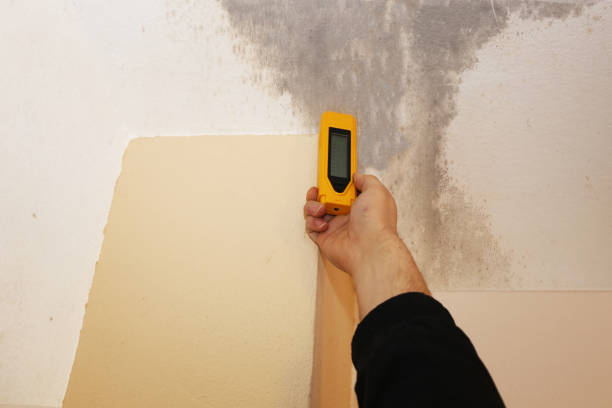 Trusted Boyceville, WI Mold Inspection, Removal & Remediation Experts